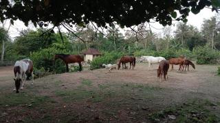 Havana Horses Lodge - Tingkirtengah - 4