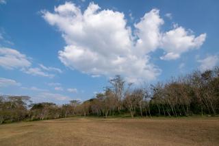 Bamboo Banks Farm & Guest House - Masinagudi - 7