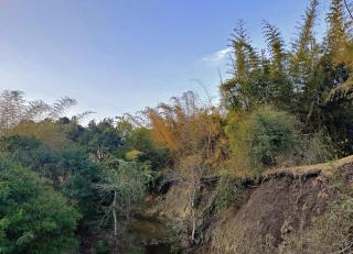 Bamboo Banks Farm & Guest House - Masinagudi - 5