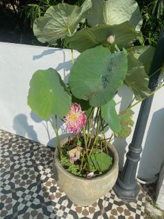 La Maison d'Indochine - 6