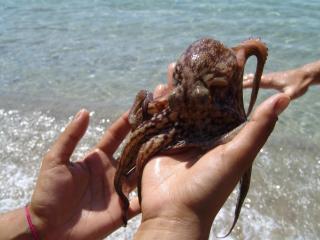 Elia - Studios Amorgos - near the sea - 8