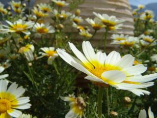 Elia - Studios Amorgos - near the sea - 8