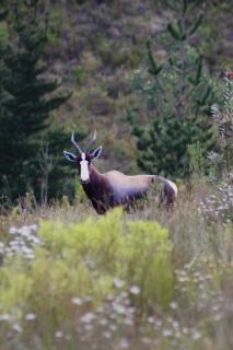 Oudebosch Guest Farm - Riversdale - 4