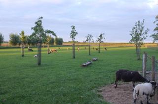 De Nachtdijk - Wijk bij Duurstede - 8