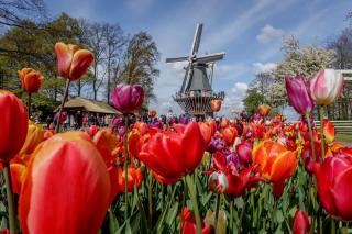 Bed&Bulbs - Hillegom - 6