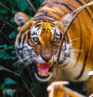 Wild Planet Eco Retreat - Bhurkīā - 8