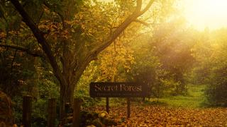 Secret Forest - Wellness Retreat & Healing Spa - Miliou - 8