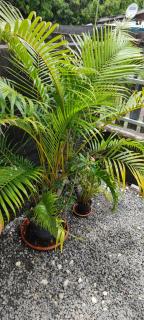 Le petit cactus 3 - Bras-Panon - 8