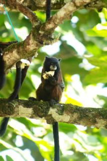 Green House Tarapoto - 3