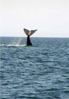 Hercules by the Sea - 5