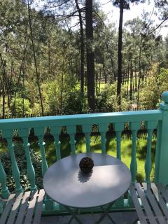 Un Nid dans la Pinède - 5