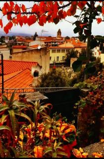 le Rose di santina - 5