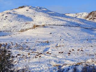 Glengoulandie Lodge - 7