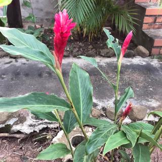 Captain Chim's Guest House - Kep - 3