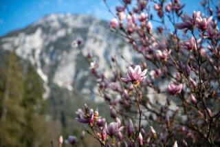 Knoglerhof inkl. Chiemgaukarte - Ruhpolding - 9
