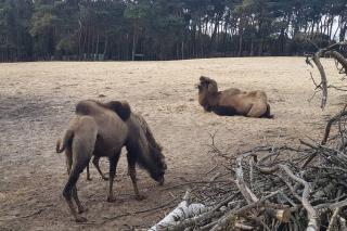 Mooi chalet met grote tuin op een 4 sterren park. - 1
