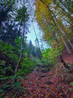 Wohnen im Grünen - Graz - 2