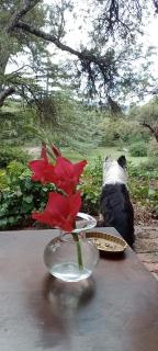 Faraway's Bed & Breakfast - Los Cocos - 1