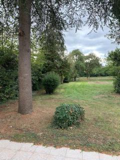 Le cèdre du Prieuré - Montreuil-le-Henri - 4