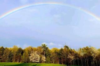 Family friendly cottage ☆walking distance to beach - Lion's Head - 9