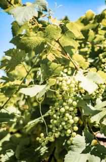 Le Clos de Chenac - Chenac-sur-Gironde - 1