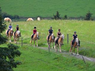 Haflinger Reiterhof Meura - - 2