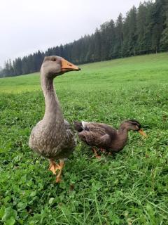 Noclegi przy Lesie - Zakopane - 4