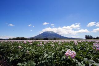 Niseko Northern Resort, An'nupuri - Niseko - 7