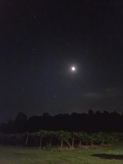Phoenix Farms Vineyard - - 1