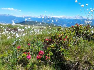 Schweiggerhof -Agriturismo- Farm Holidays - Villanders - 6