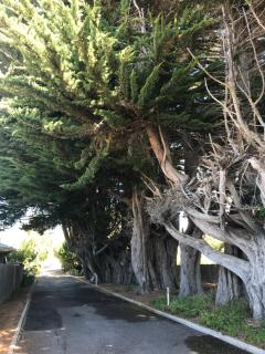 Silwood Apartment fully self contained with Kitchen and Laundry - Devonport - 7