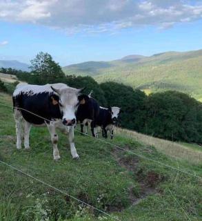 La Fromagerie de La Tourelle - Sainte-Marie-aux-Mines - 2