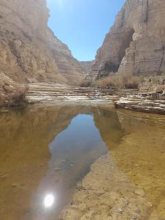 שיח מדבר לינה בנגב Burning Bush Negev - 4