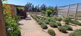 Lavanda del Valle - 3