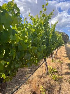 Island Brook Estate Vineyard and Chalets - Yelverton - 3