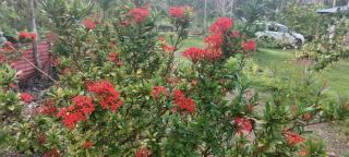 Andnindot garden resort - 2