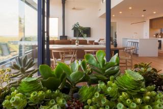 Coast Beachfront Retreat - Dolphin Sands - 7