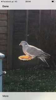 Private Lodge close to beaches and Goodwood - Felpham - 1