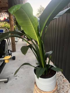 Paradise Oasis1 - 7