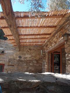 The Wise Olive Tree - Raches - 1
