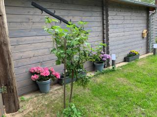 HeideZeit No 4 - Neuenkirchen - 1