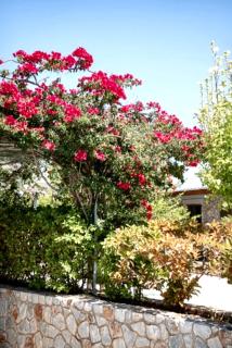Alkistis Sweet Homes - Stavros - 2