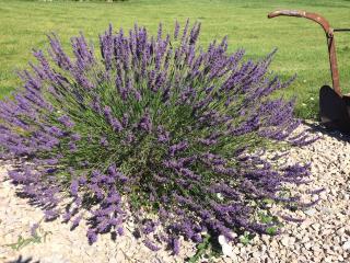 Luberon belle maison provençale climatisée avec piscine privée - 8