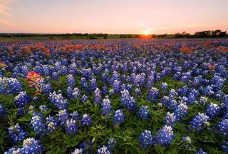 Holiday Inn Express & Suites Waxahachie by IHG - Waxahachie - 8