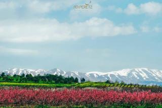 Ananda hosting in the magical Golan Heights - 8