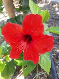 Hibiscus Green Apartments - 4