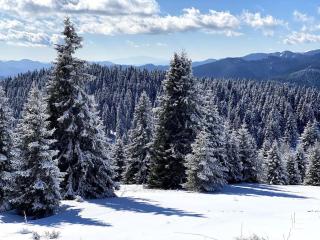 1 bedroom luxury apartment Milena -free parking - 6