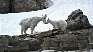 Walker's Cottage - 1