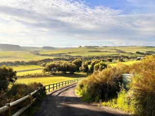 Banksia - Port Campbell - 8