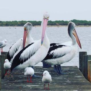 Hideaway Tom’s on Mundoo Channel - Waterfront - Hindmarsh Island - 4